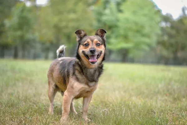 Pies do adopcji, Radom, 17 września 2025 (2/5)