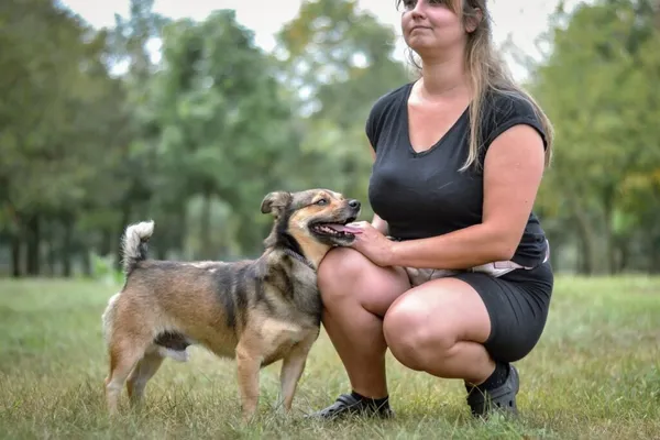 Pies do adopcji, Radom, 17 września 2025 (3/5)