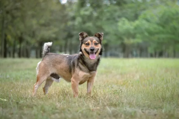 Pies do adopcji, Radom, 17 września 2025 (4/5)