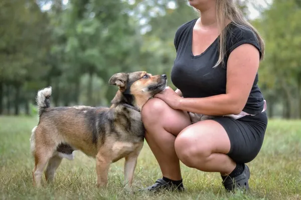 Pies do adopcji, Radom, 17 września 2025 (5/5)