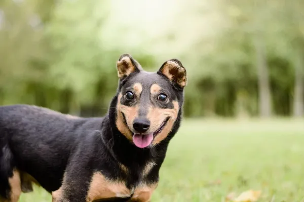 Pies do adopcji, Radom, 17 września 2025 (1/5)