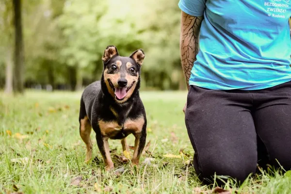 Pies do adopcji, Radom, 17 września 2025 (2/5)