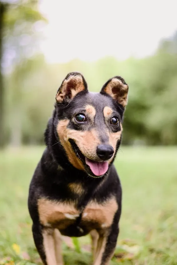 Pies do adopcji, Radom, 17 września 2025 (3/5)