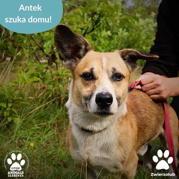 Pies do adopcji, Dąbrówka, 16 września 2025 (1/4)
