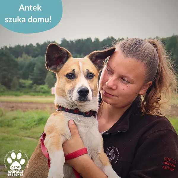 Pies do adopcji, Dąbrówka, 16 września 2025 (3/4)