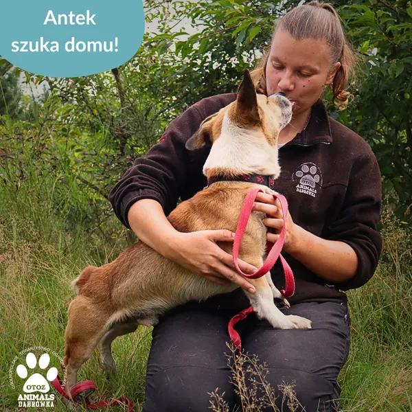 Pies do adopcji, Dąbrówka, 16 września 2025 (4/4)