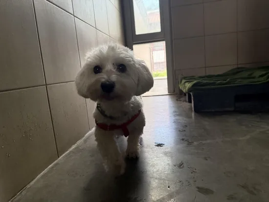 Pies do adopcji, Kraków, 2 września 2025