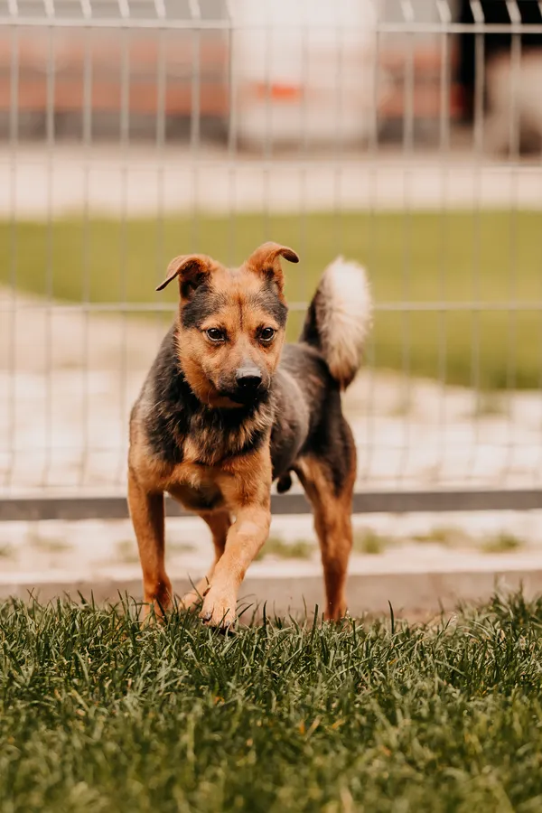 Pies do adopcji, Czartki, 16 września 2025 (2/5)