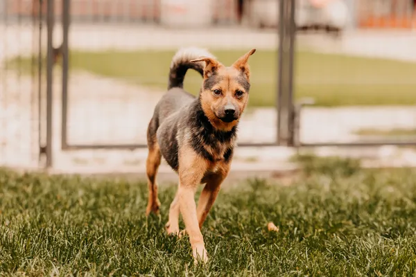 Pies do adopcji, Czartki, 16 września 2025 (3/5)