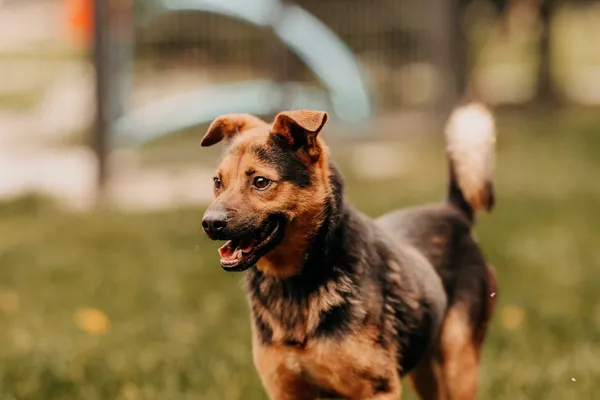 Pies do adopcji, Czartki, 16 września 2025 (5/5)