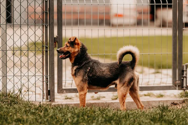Pies do adopcji, Czartki, 16 września 2025 (1/5)