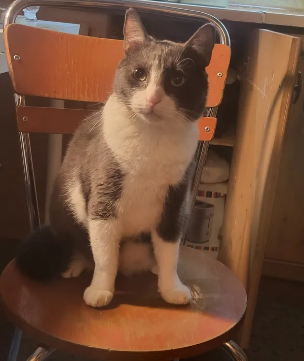 Zaginął kot, Warszawa, Czyste, 17 września 2025