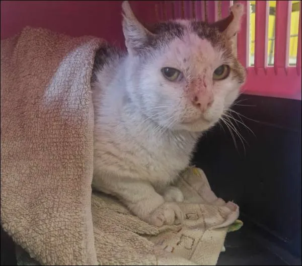 Znaleziono kota, Grudziądz, 17 września 2025