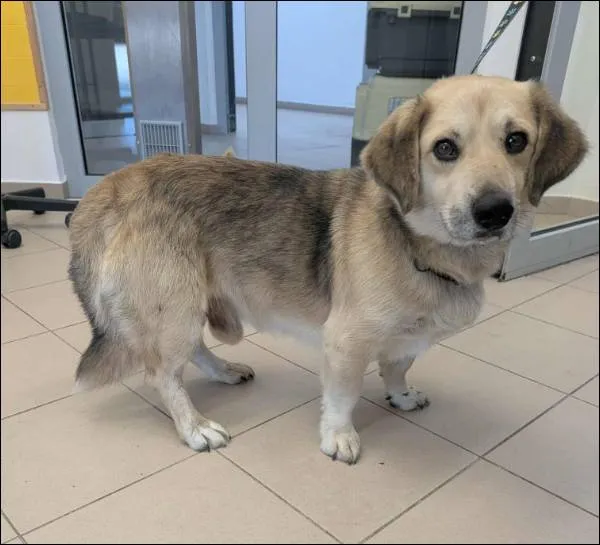 Znaleziono psa, Grudziądz, 17 września 2025