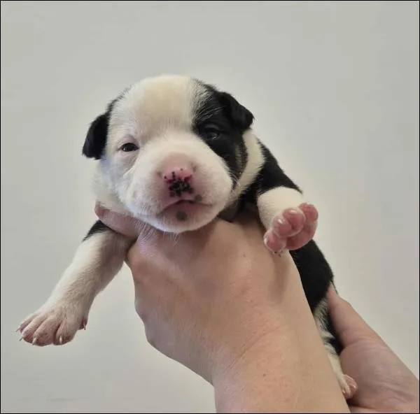 Znaleziono psa, Grudziądz, 17 września 2025