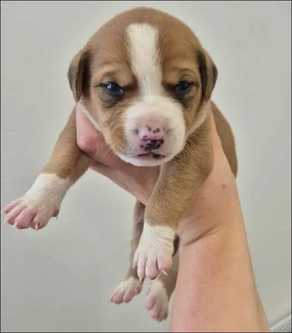 Znaleziono psa, Grudziądz, 17 września 2025