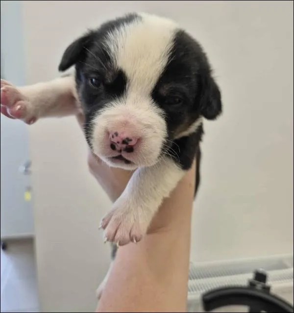 Znaleziono psa, Grudziądz, 17 września 2025