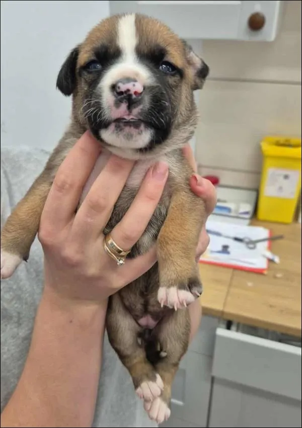 Znaleziono psa, Grudziądz, 17 września 2025