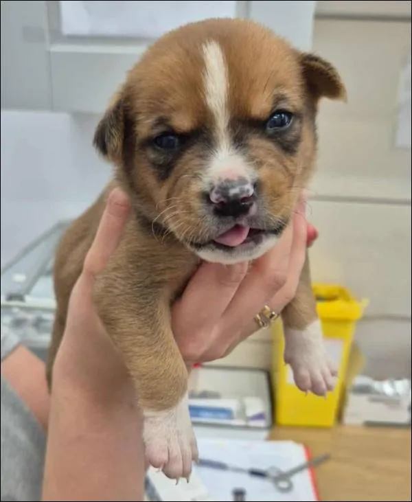 Znaleziono psa, Grudziądz, 17 września 2025