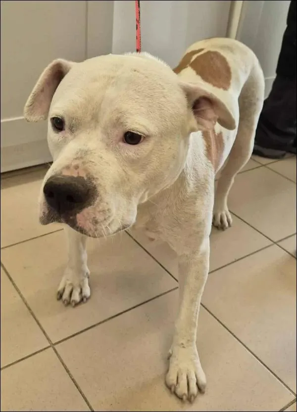 Znaleziono psa, Grudziądz, 17 września 2025