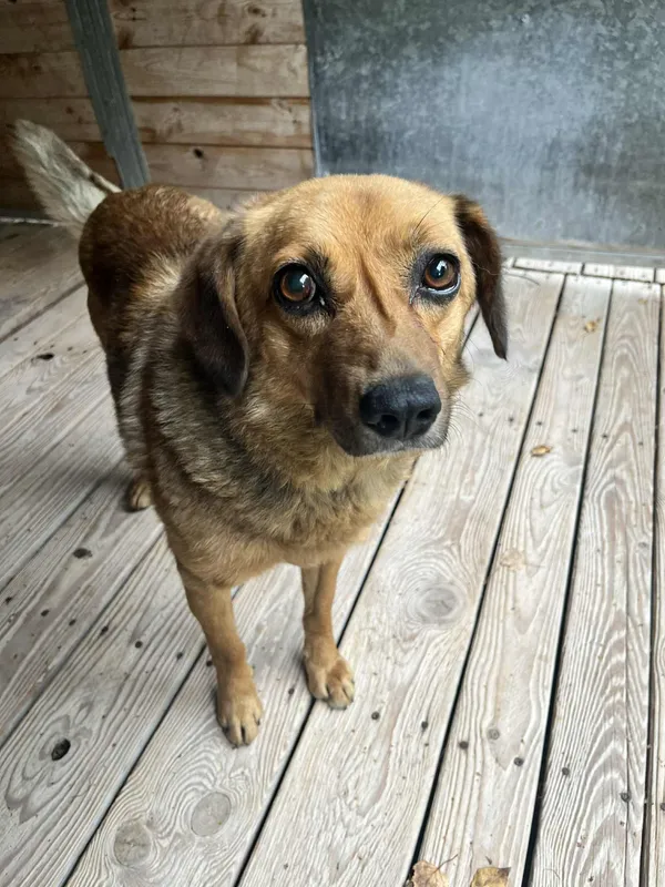 Pies do adopcji, Orzechowce, 16 września 2025 (1/5)