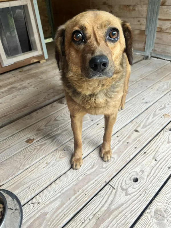 Pies do adopcji, Orzechowce, 16 września 2025 (3/5)