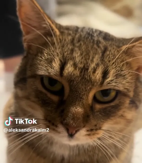 Kot do adopcji, Radom, 17 września 2025