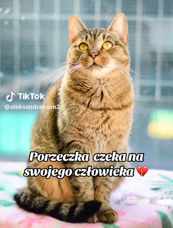 Kot do adopcji, Radom, 9 listopada 2025