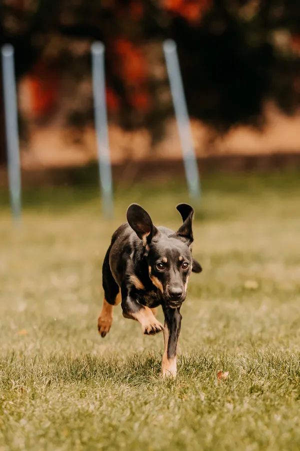 Pies do adopcji, Czartki, 17 września 2025 (1/5)