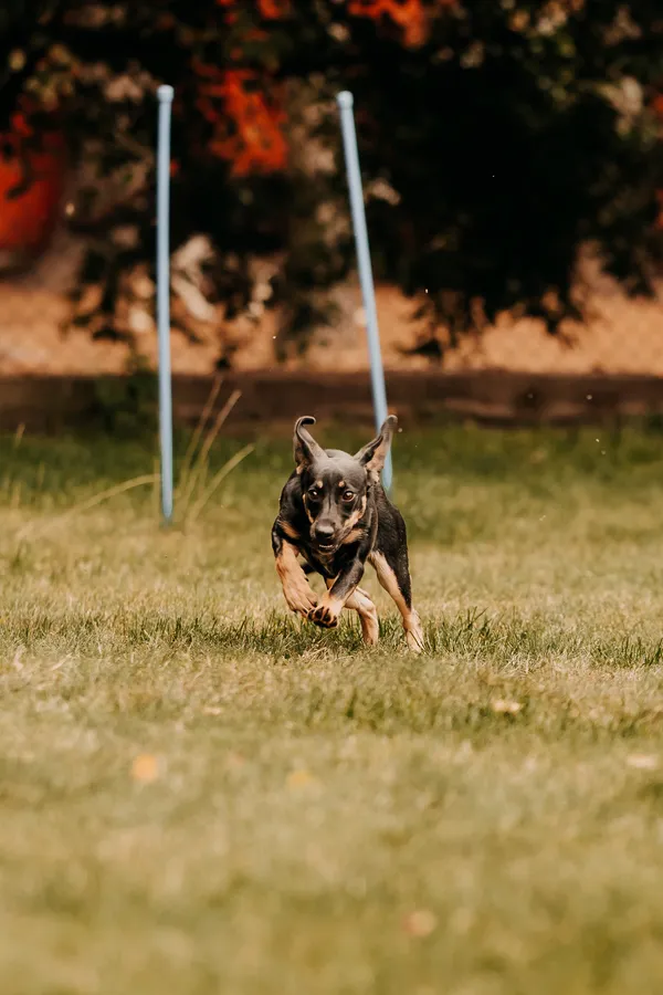 Pies do adopcji, Czartki, 17 września 2025 (2/5)