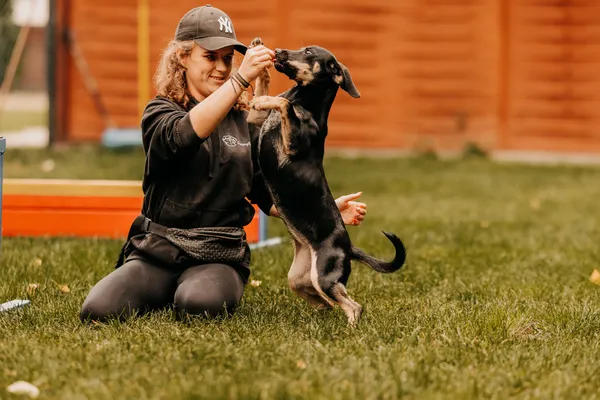 Pies do adopcji, Czartki, 17 września 2025 (3/5)