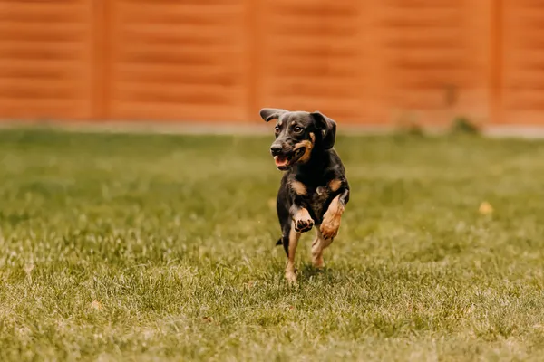 Pies do adopcji, Czartki, 17 września 2025 (5/5)