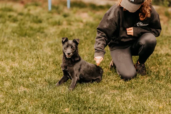 Pies do adopcji, Czartki, 17 września 2025 (1/5)