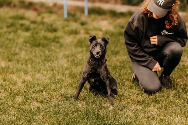 Pies do adopcji, Czartki, 17 września 2025 (2/5)