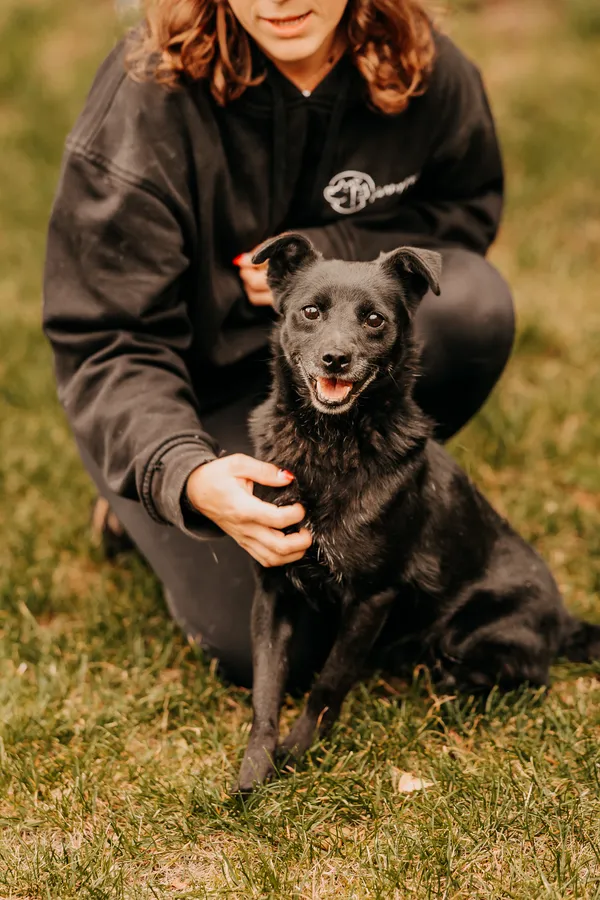 Pies do adopcji, Czartki, 17 września 2025 (3/5)