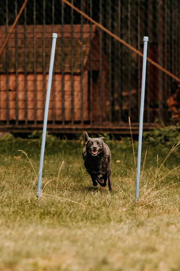 Pies do adopcji, Czartki, 17 września 2025 (5/5)