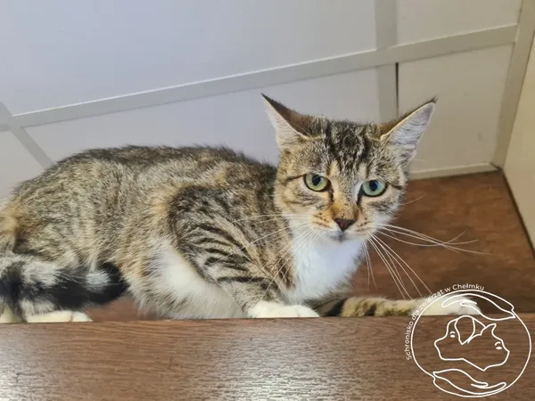 Znaleziono kota, Chełmek, 12 września 2025