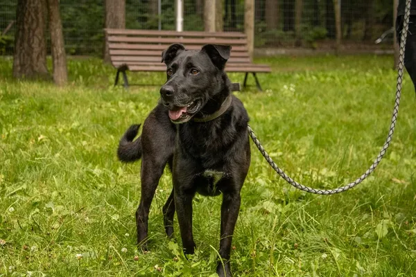 Pies do adopcji, Sopot, 17 września 2025 (2/2)