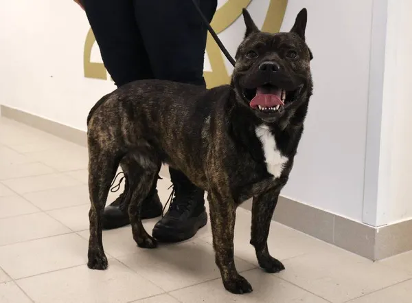 Znaleziono psa, Łódź, 17 września 2025 (1/3)