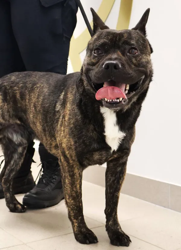 Znaleziono psa, Łódź, 17 września 2025 (3/3)