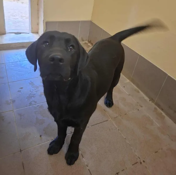 Znaleziono psa, Olsztyn, 16 września 2025