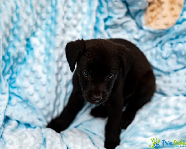 Pies do adopcji, Racławice, 13 września 2025 (2/5)