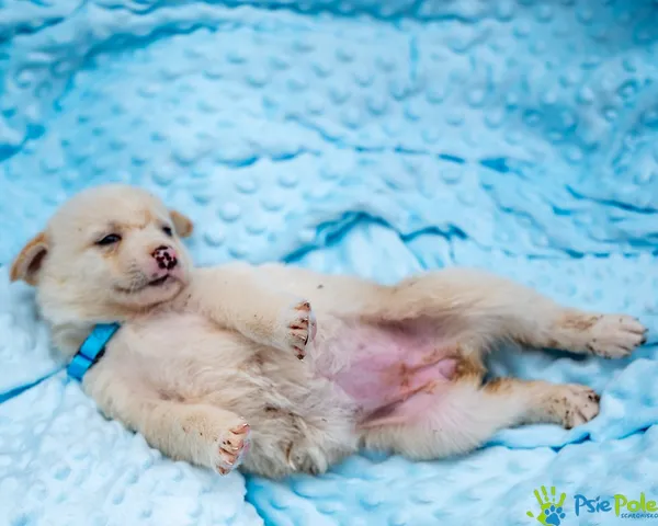 Pies do adopcji, Racławice, 14 września 2025 (1/5)