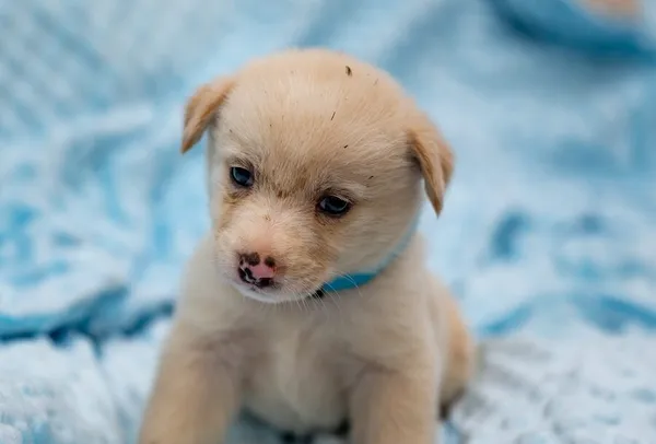 Pies do adopcji, Racławice, 14 września 2025 (2/5)