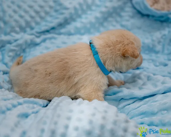 Pies do adopcji, Racławice, 14 września 2025 (3/5)