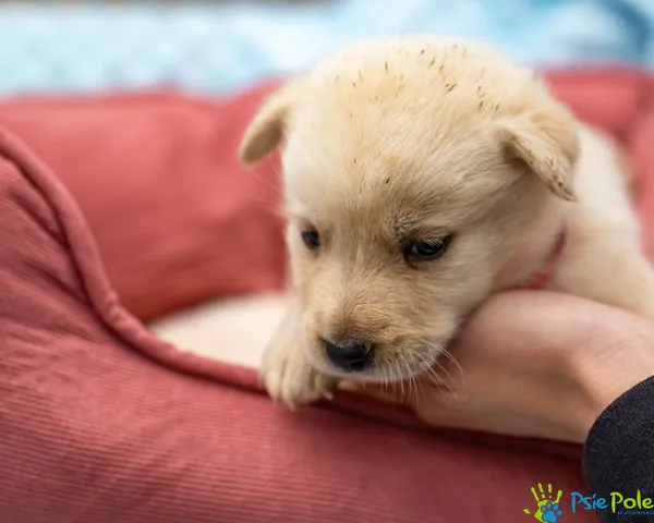 Pies do adopcji, Racławice, 14 września 2025 (1/5)