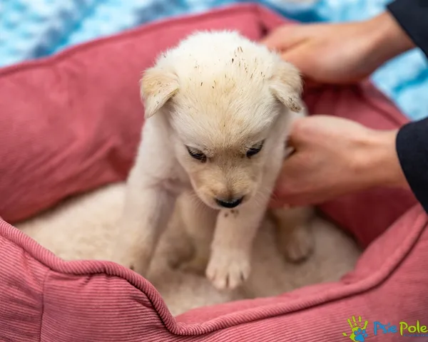 Pies do adopcji, Racławice, 14 września 2025 (2/5)