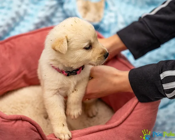 Pies do adopcji, Racławice, 14 września 2025 (3/5)
