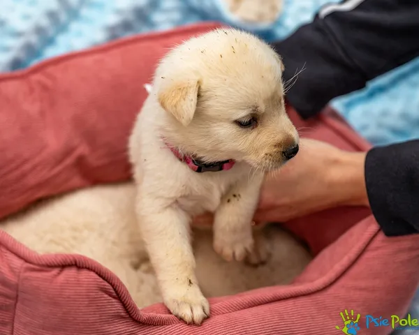 Pies do adopcji, Racławice, 14 września 2025 (4/5)