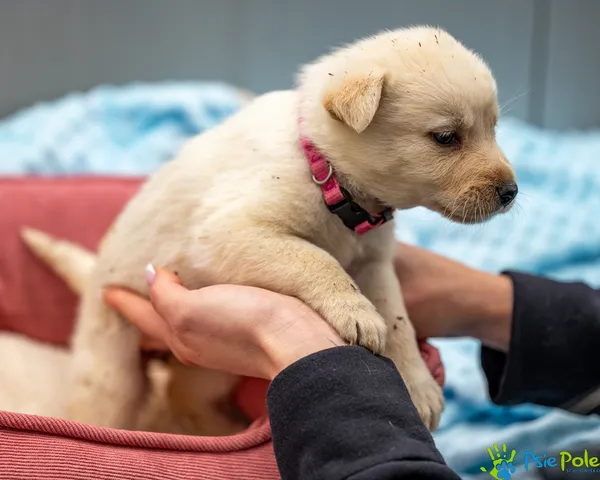 Pies do adopcji, Racławice, 14 września 2025 (5/5)